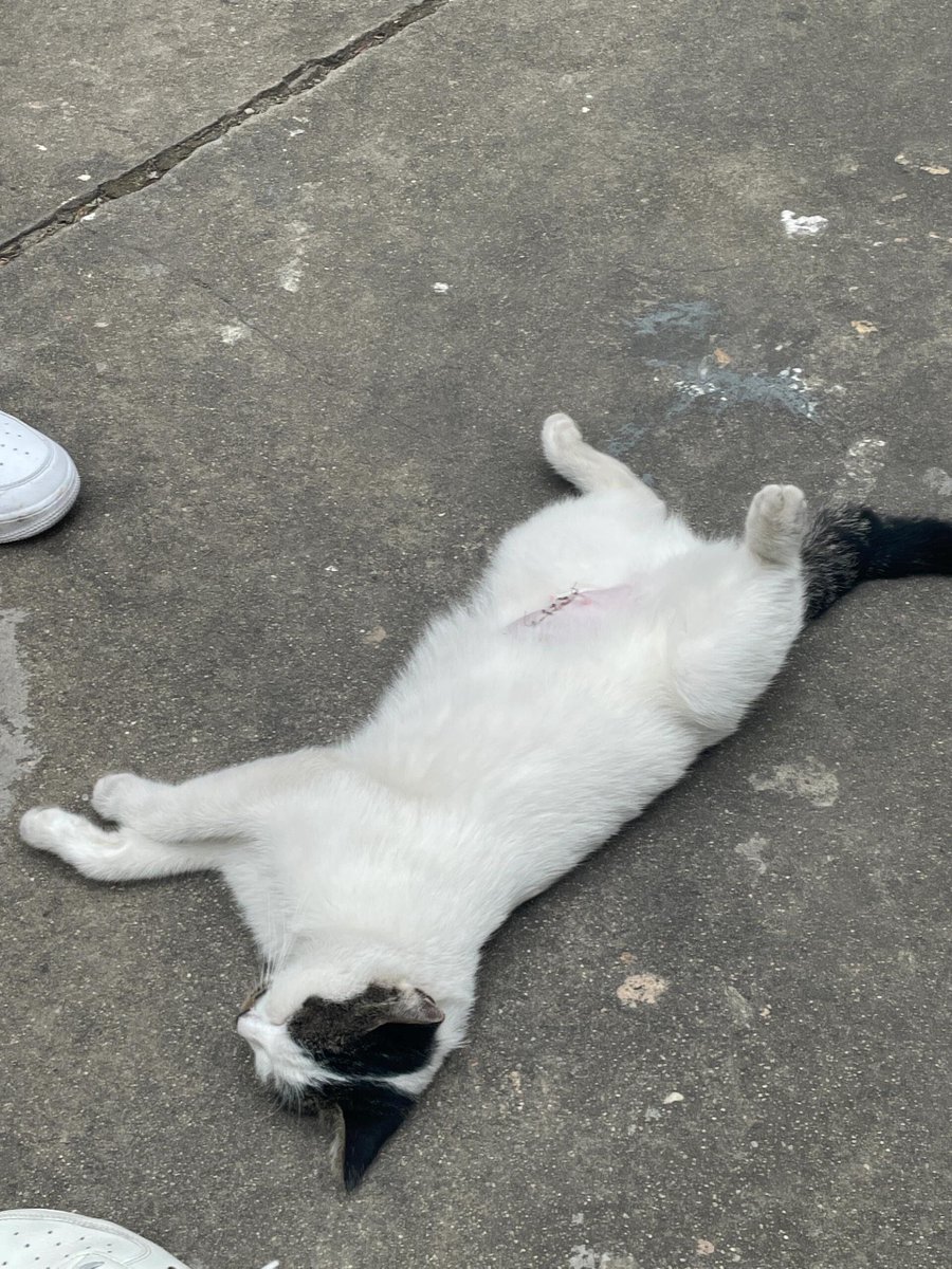 Nick Buckley tweet media