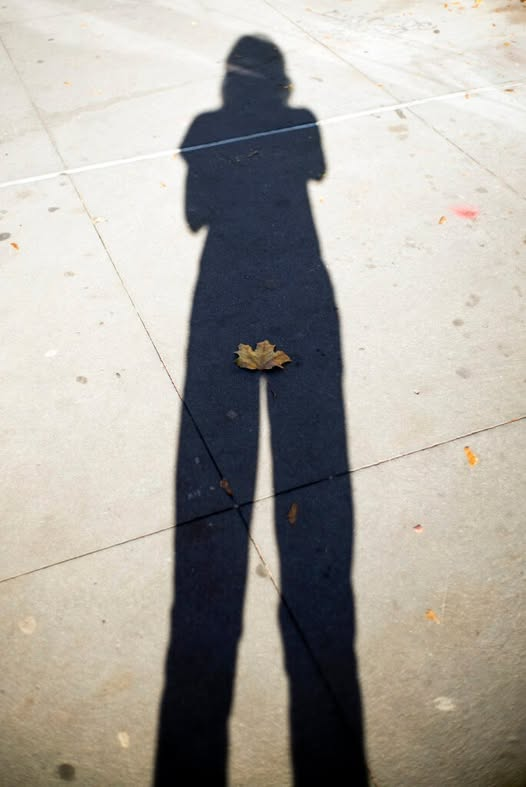 Jonathan Carroll tweet media