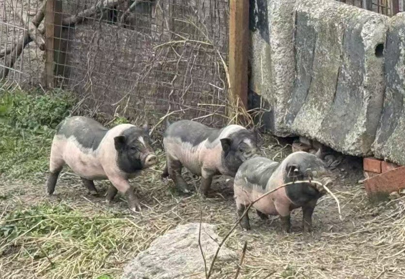 哈结棍 tweet media