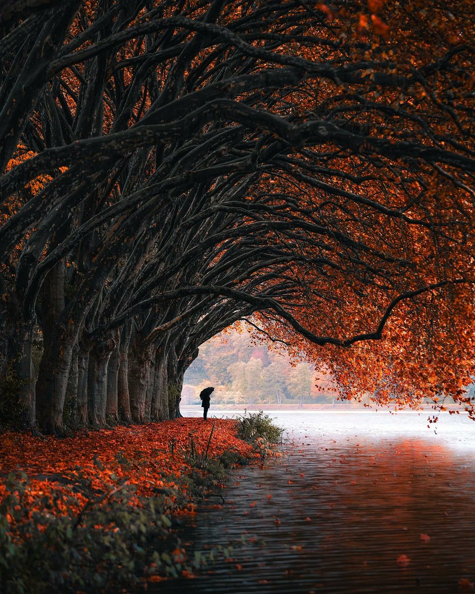 The World tweet media