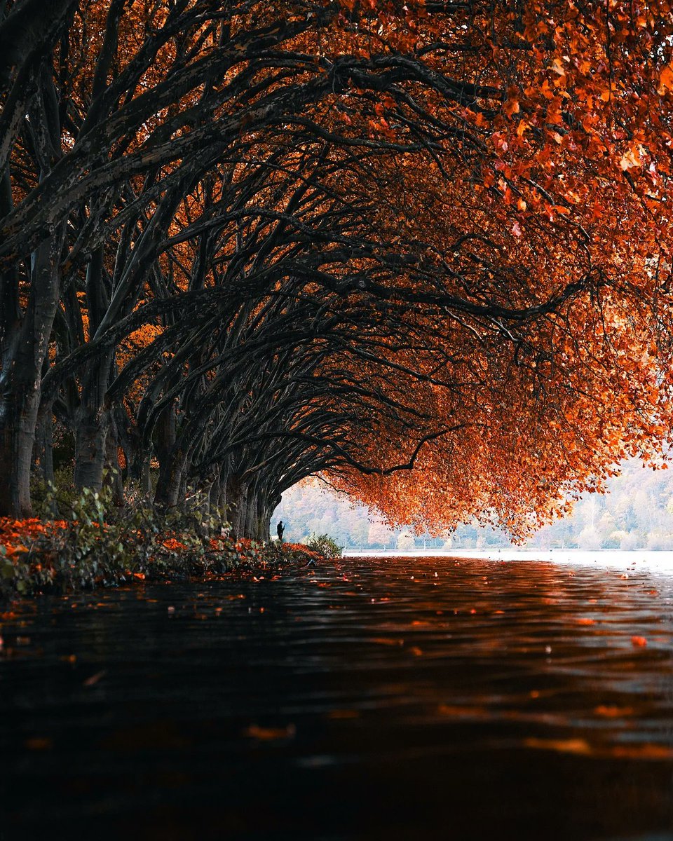 The World tweet media