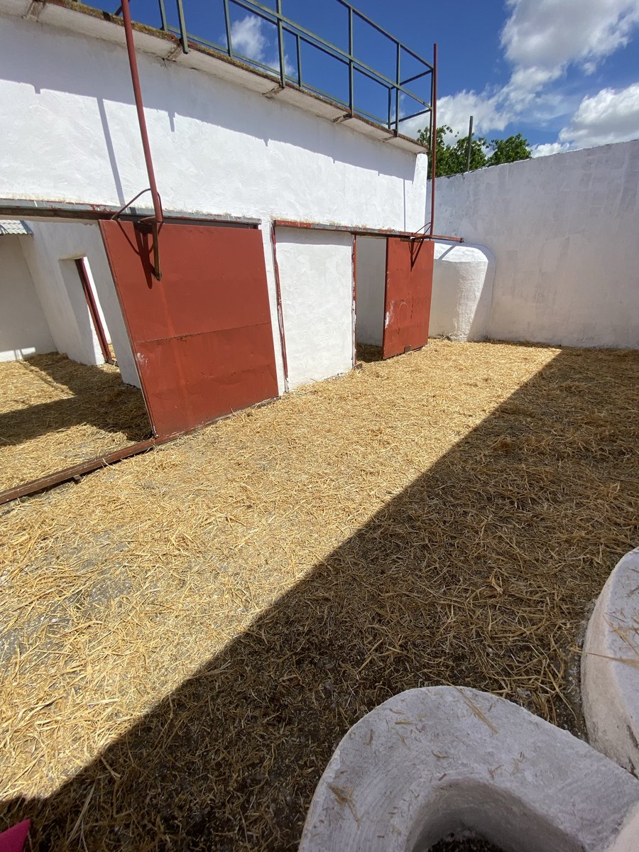 Juventud Taurina La Carlota tweet media