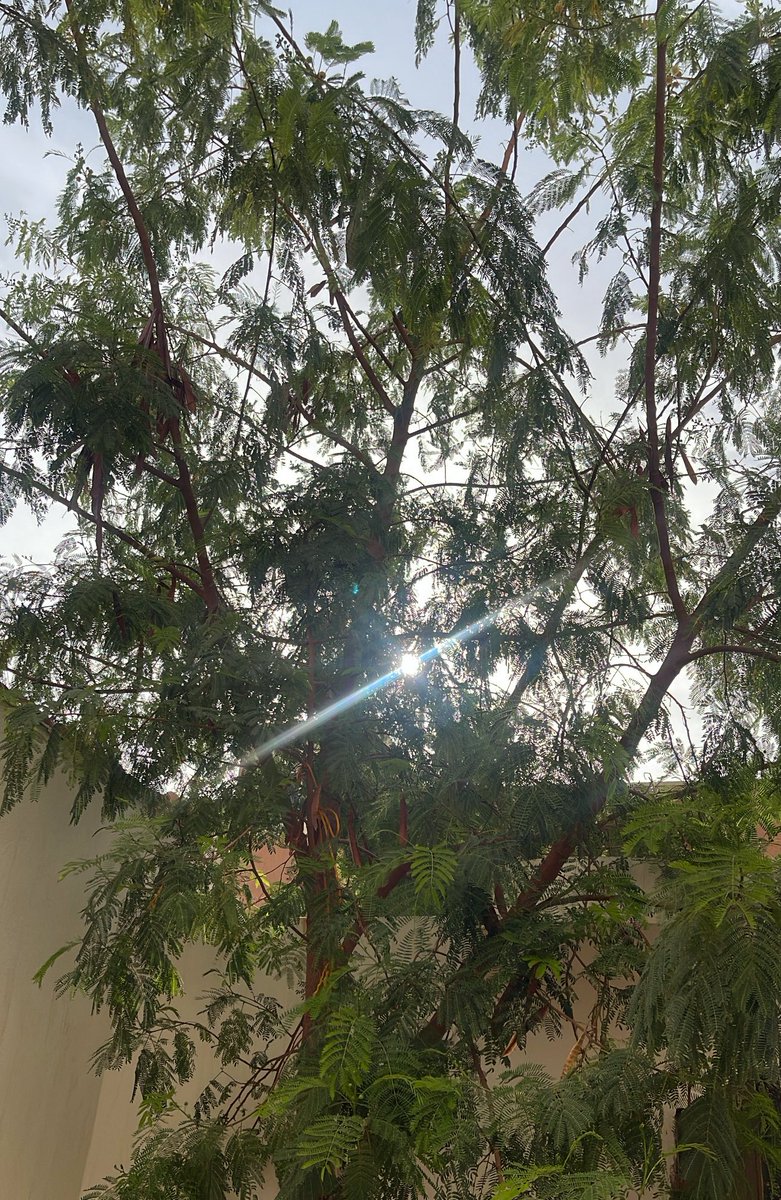 ديتكتيف إيبرا tweet media