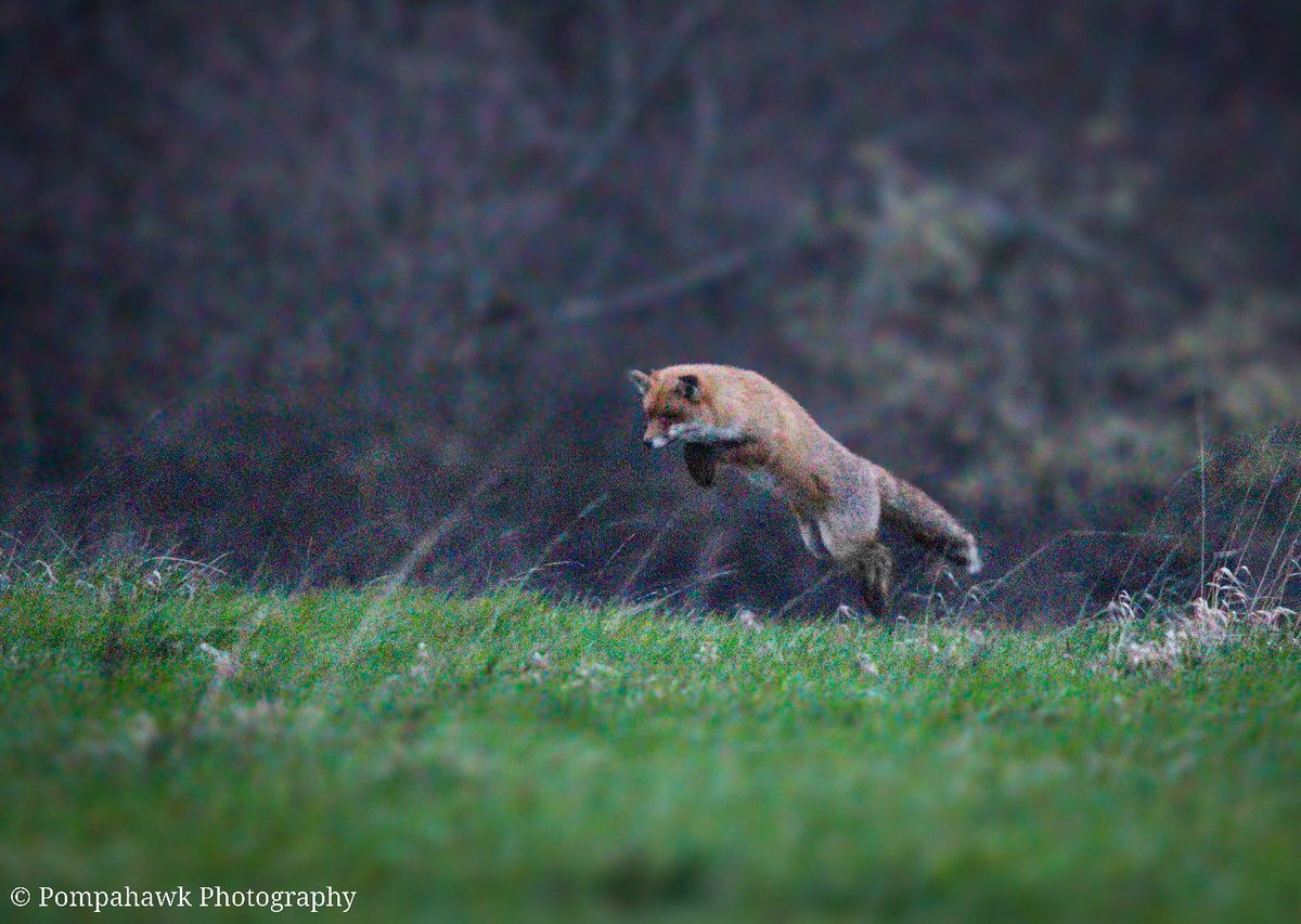 Chris Packham tweet media