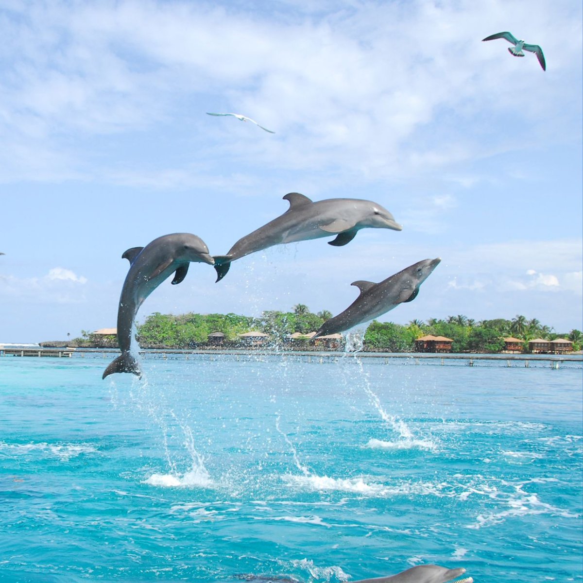 Anthony's Key Resort tweet media