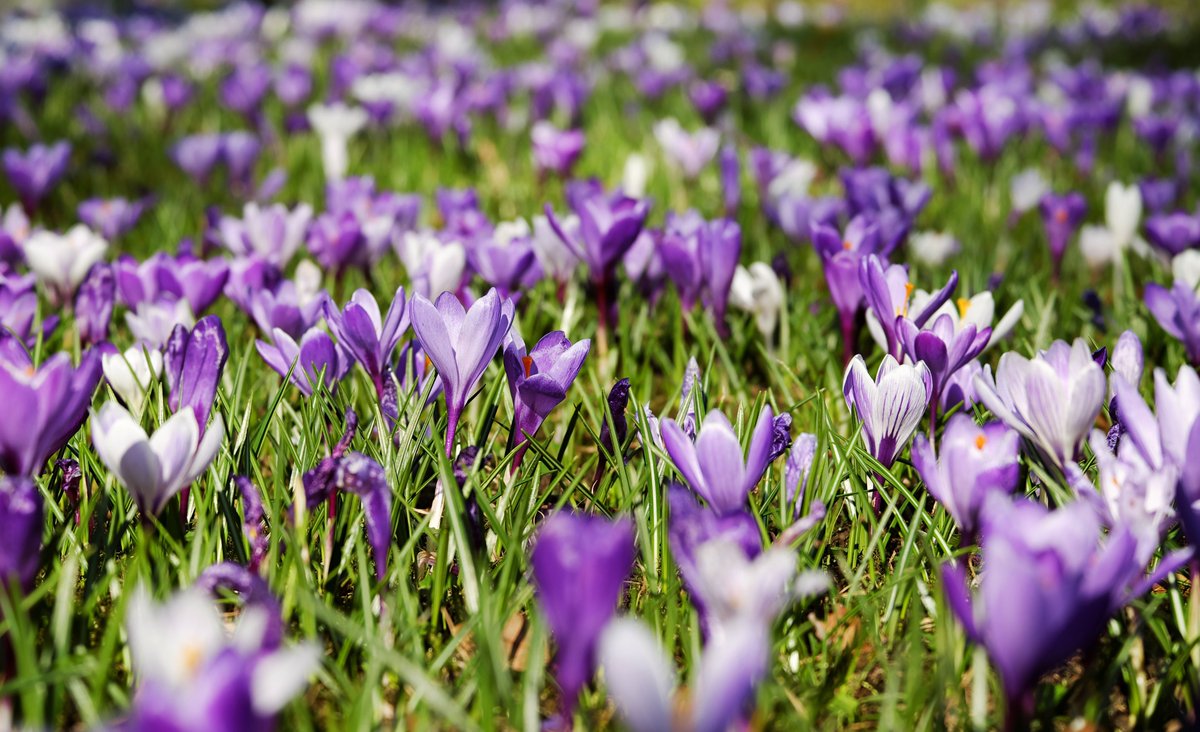 PsicoEnCancer's tweet photo. Ara mateix comença la #primavera. 
Gaudiu-ne! 

-----

Ahora mismo empieza la primavera. 
¡Disfrutadla! https://t.co/8d3dZExqD8