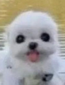 wab 🐦‍⬛ tweet media