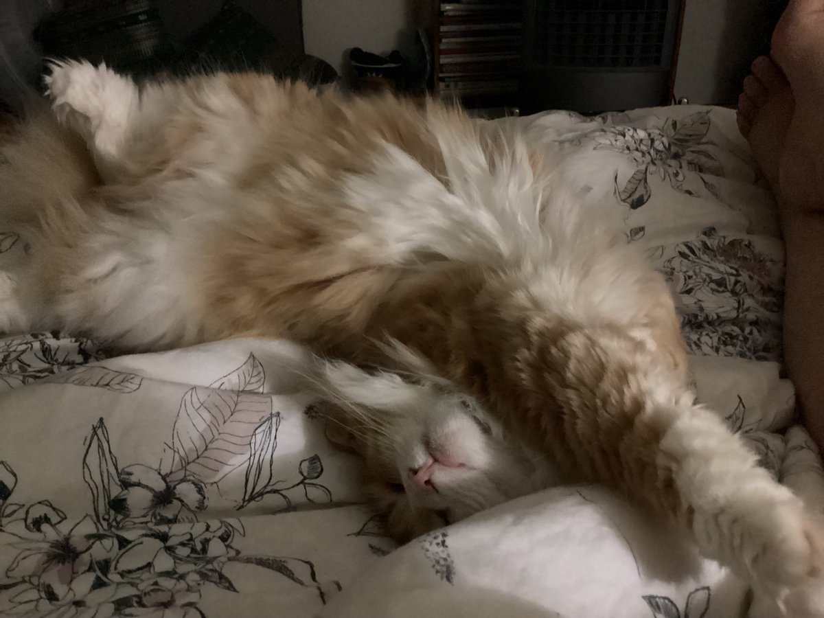 Shelby & Freda &Clinty 🌈 tweet media