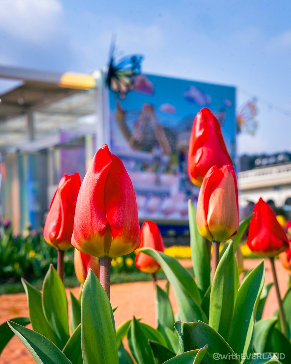 에버랜드 tweet media