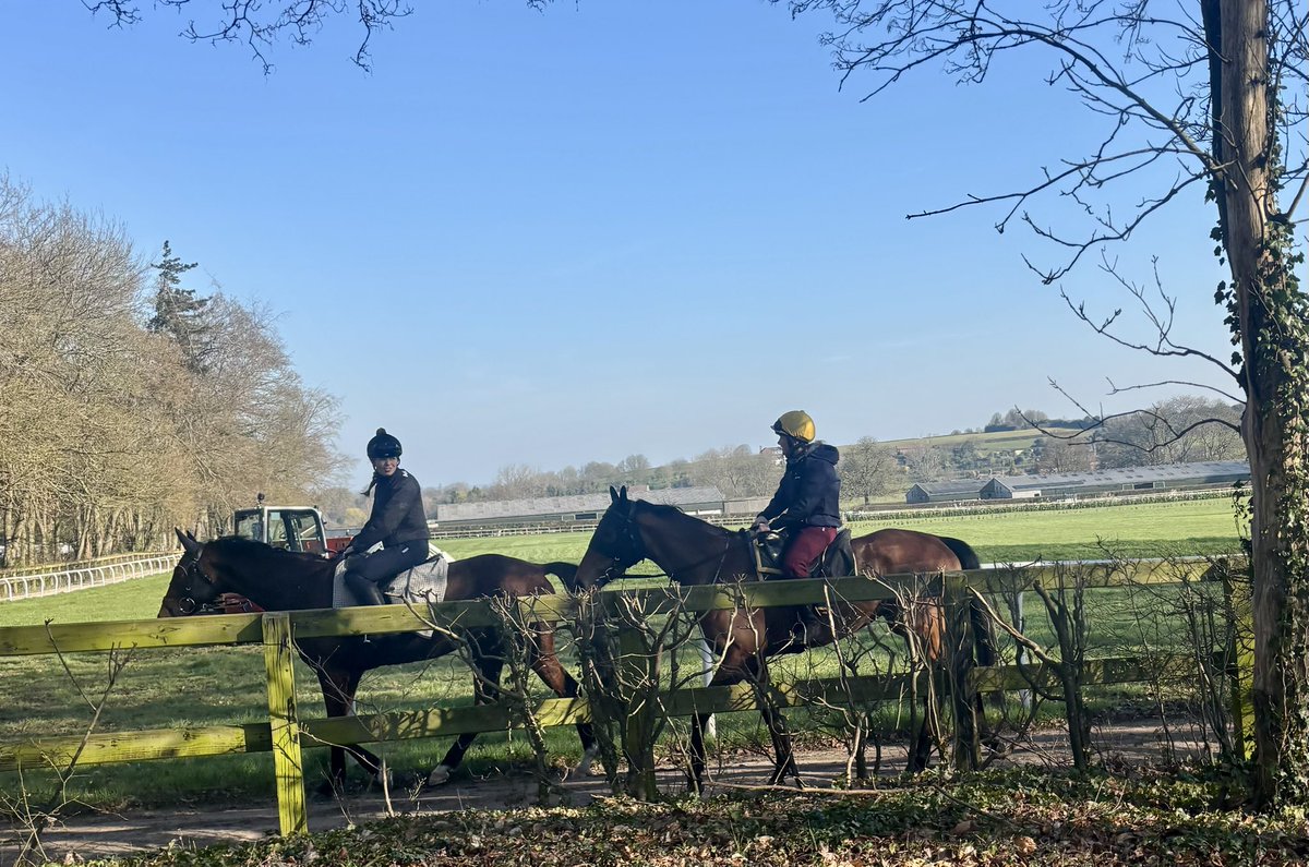 Blue Diamond Stud tweet media