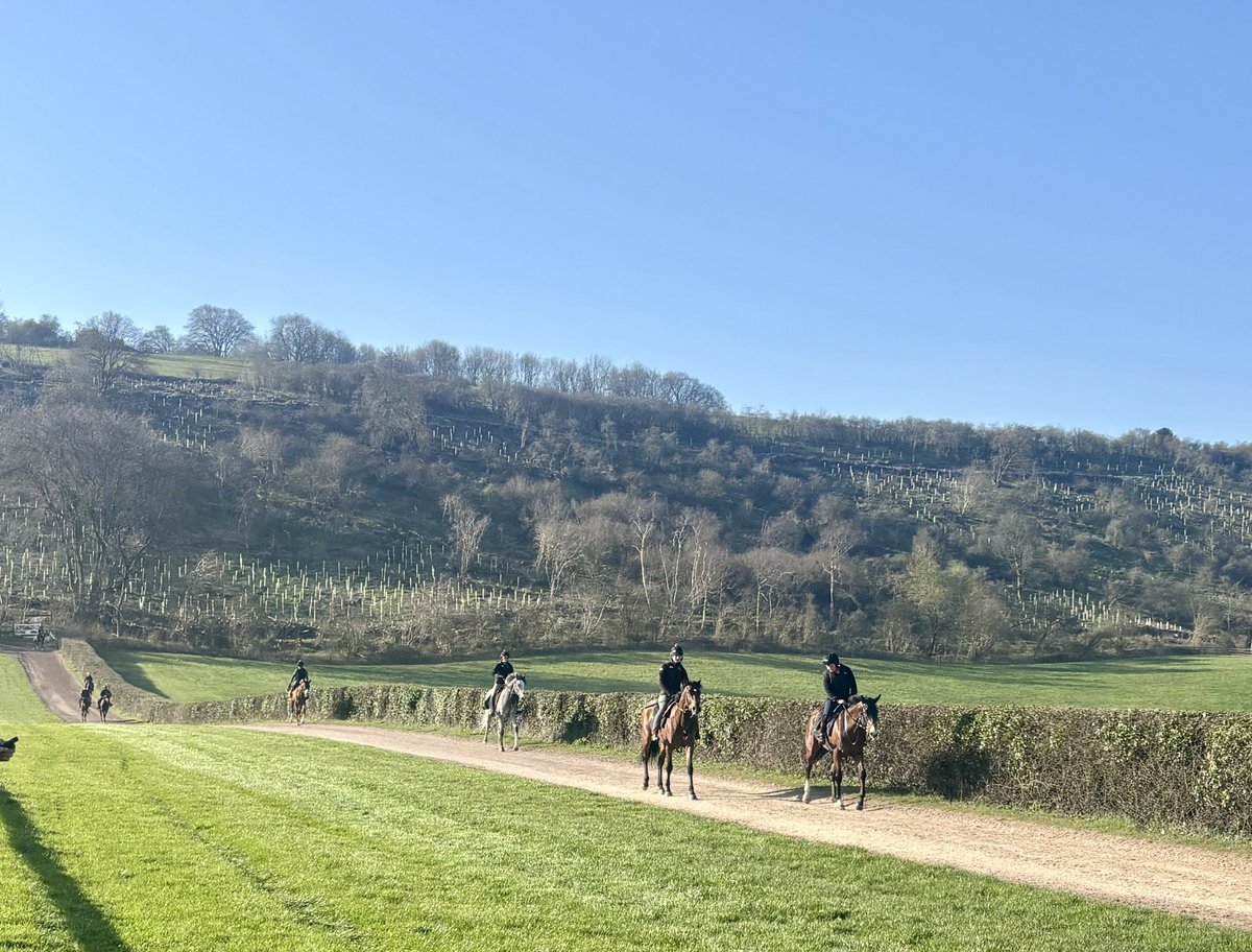 Blue Diamond Stud tweet media