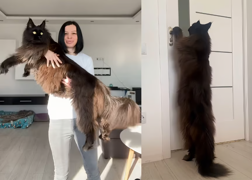 세상거꾸로보기 tweet media