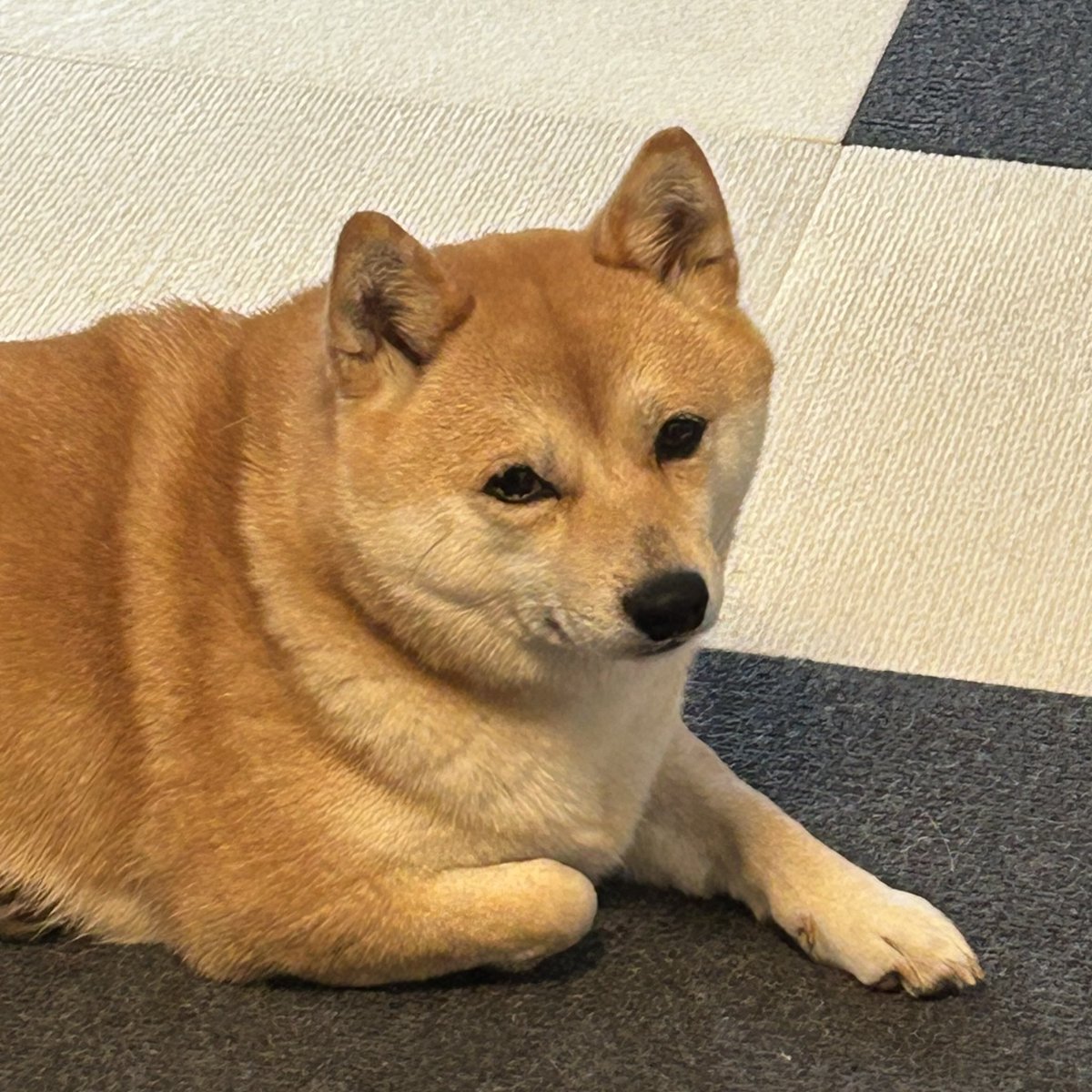 豆柴ぐり tweet media