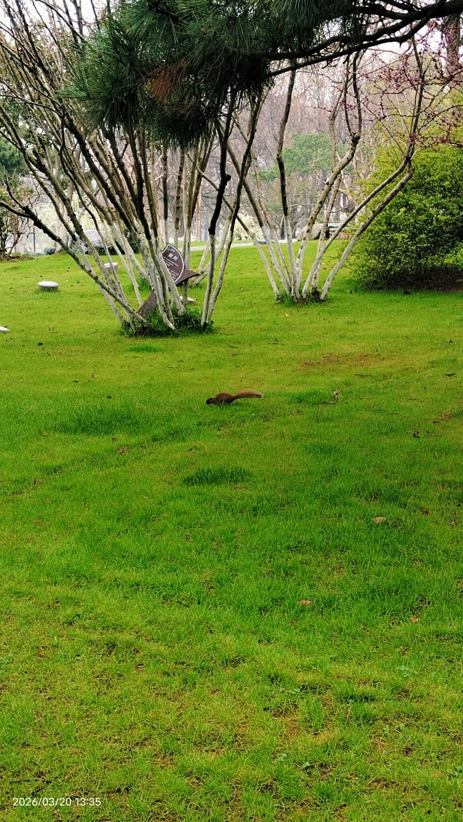 葡萄园的(吃)瓜🍉猫 tweet media