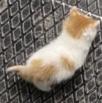 Minicik kuyruğunu yerim senin lokumcuk seni