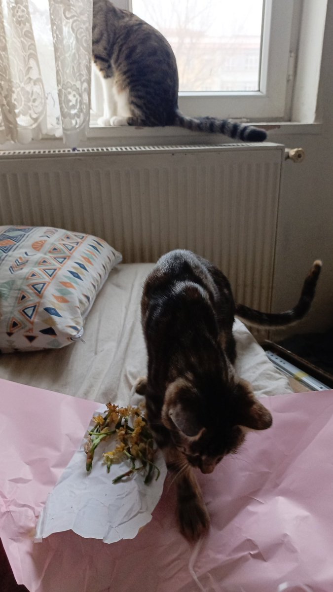 GECE ÇİÇEĞİMİ BOZULMADAN KURUSUN DİYE TERSİNE ASTIĞIM YERDEN DÜŞÜRÜP PERİŞAN ETMİŞLER 😒 mecbur kitap arasında kurutacağız 🥹