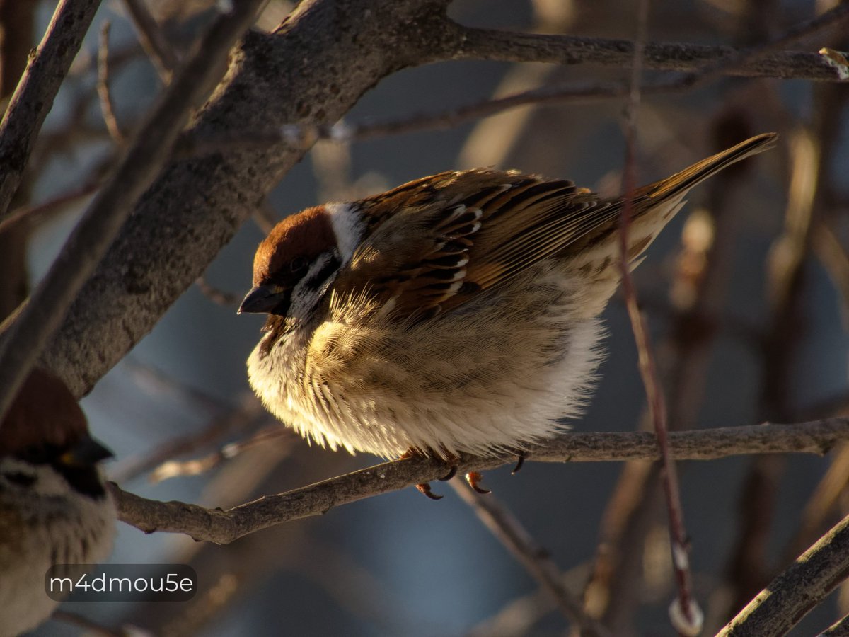 Крипазоид | открытки календари фото с птицами tweet media