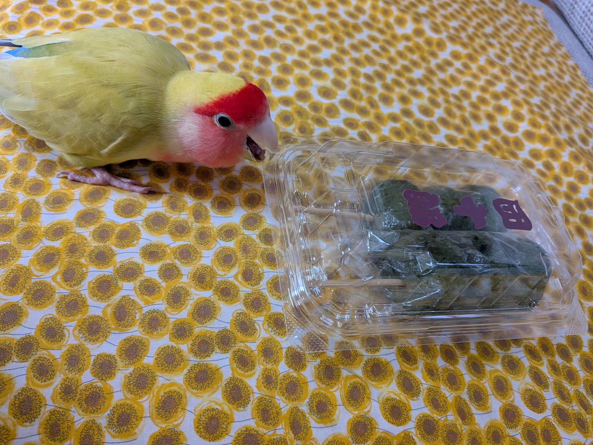 お彼岸のお供えのよもぎ団子🍡と大好きな瀬戸田レモンケーキと
メロン🍈ちゃん