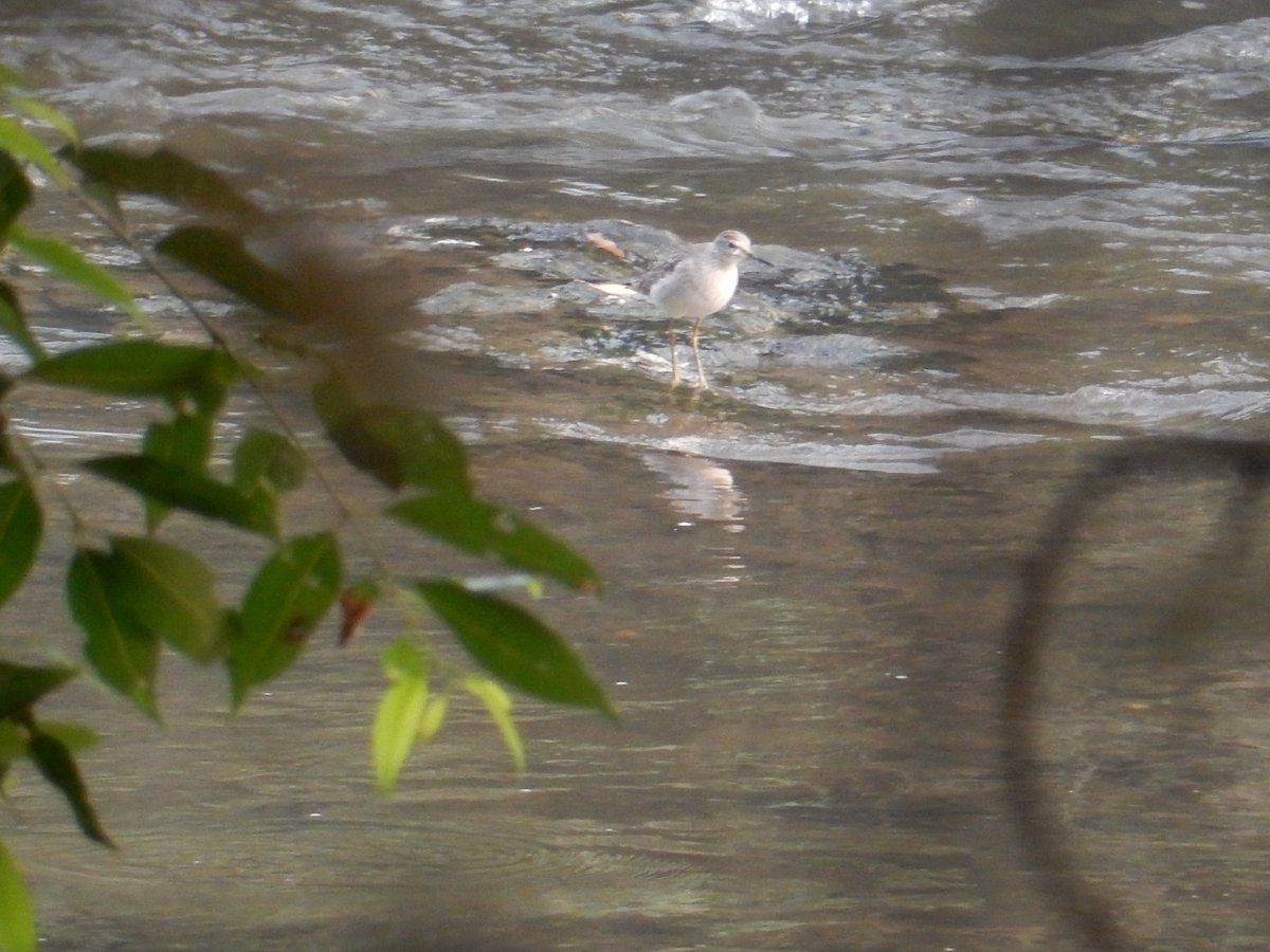 Raja Subramani tweet media