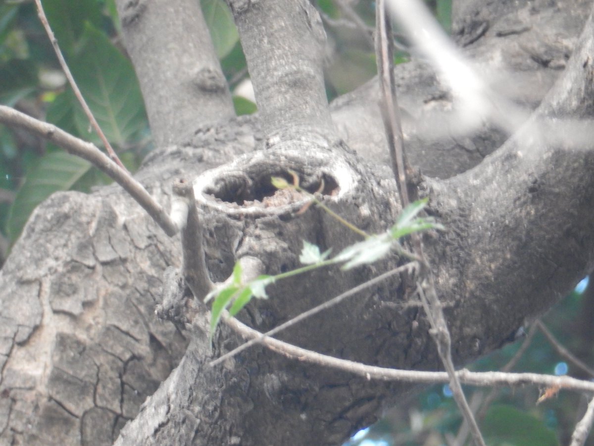 Raja Subramani tweet media