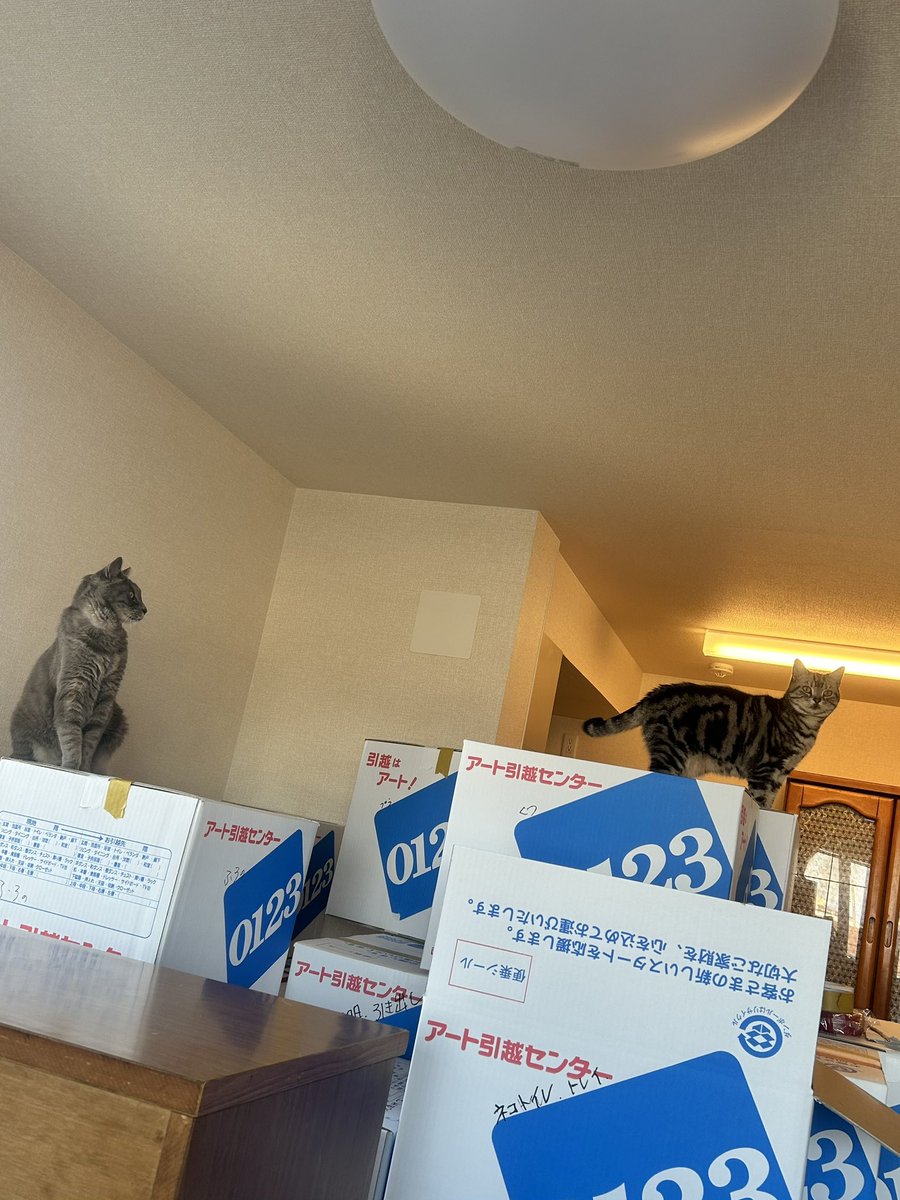 miuchibimalu's tweet photo. あぁ 引越し屋さん
18時になりそうです…って
大変よねぇ〜
#猫のいる暮らし https://t.co/fnNrxaiPyC