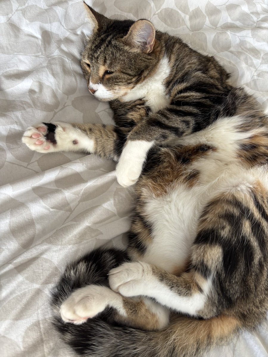 Sox, Daisy 🌈 Luna and Teddy💙 tweet media