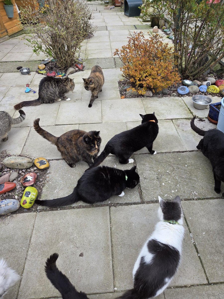 Shropshire Cat Rescue tweet media