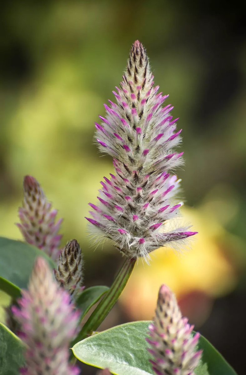 Luise Heinemann tweet media