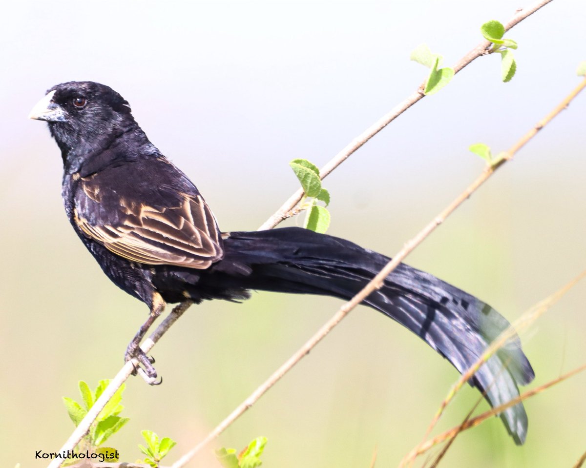 Kenyan Ornithologist-Kenyan Birds tweet media