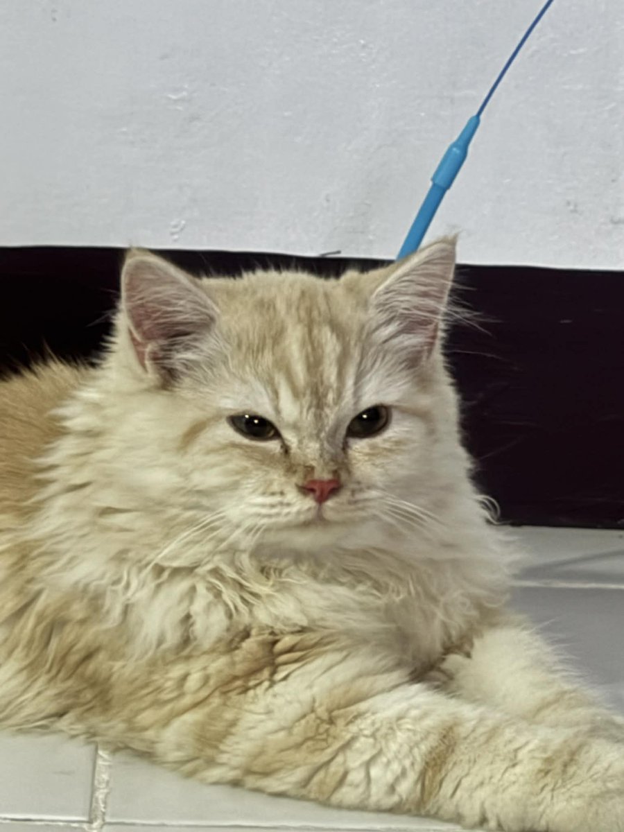 waffles 🧇 tweet media