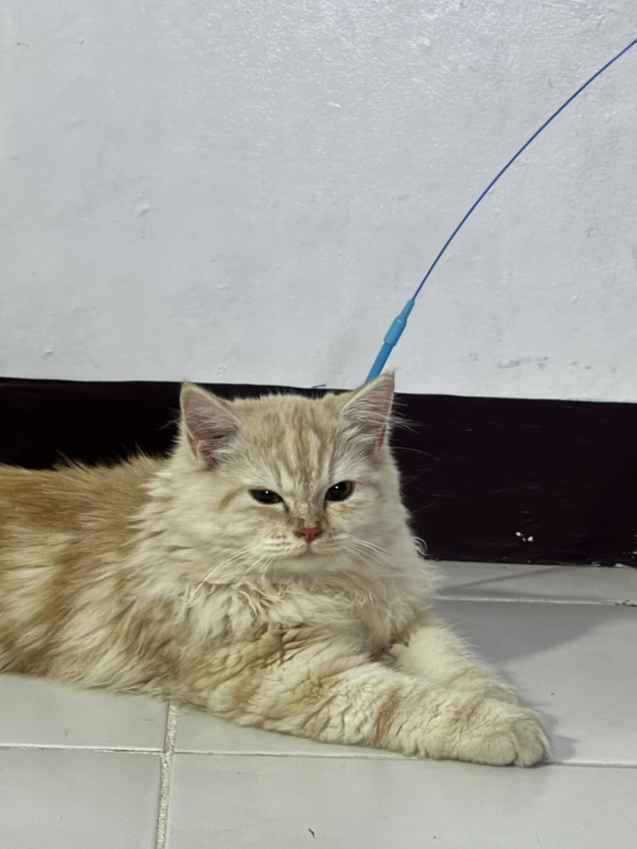 waffles 🧇 tweet media