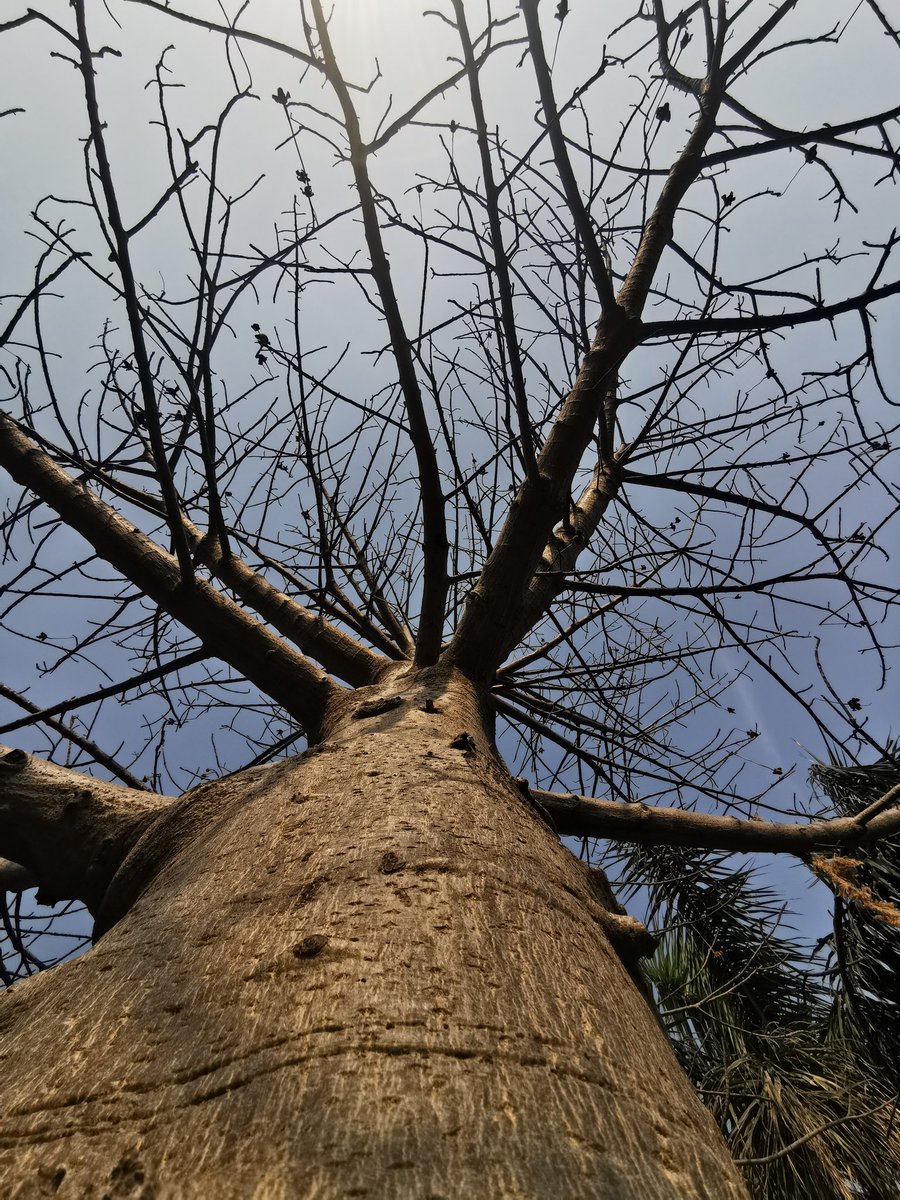 DelhiTrees tweet media