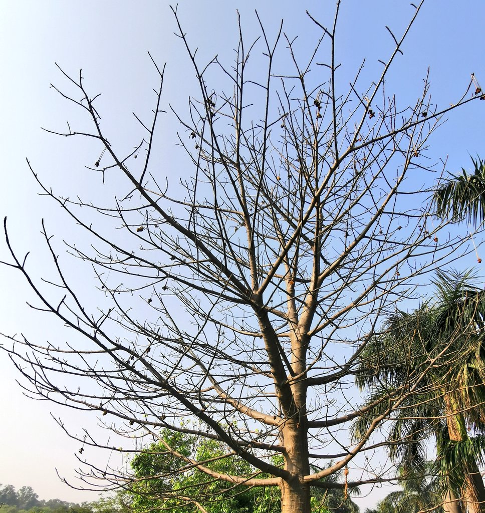 DelhiTrees tweet media