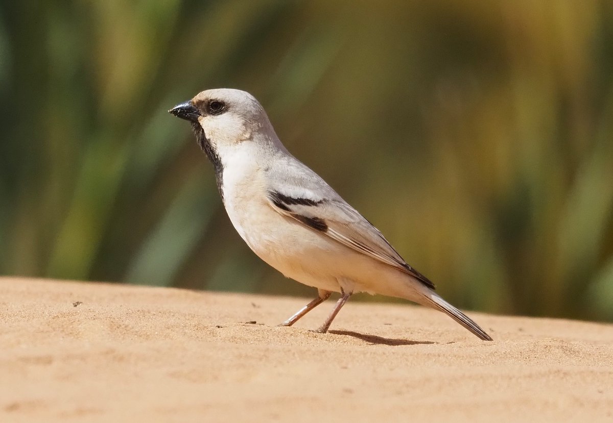 Barcelona Birding Point tweet media