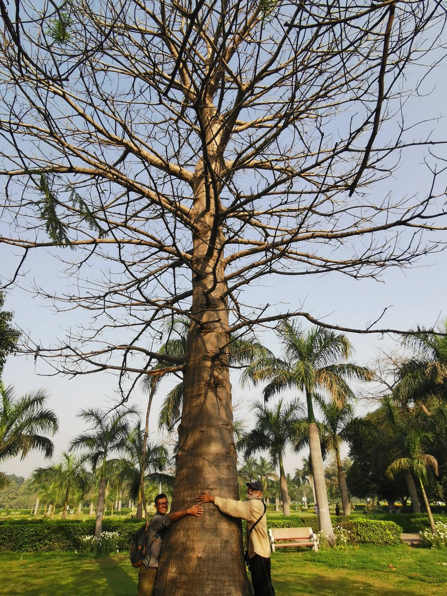 DelhiTrees tweet media