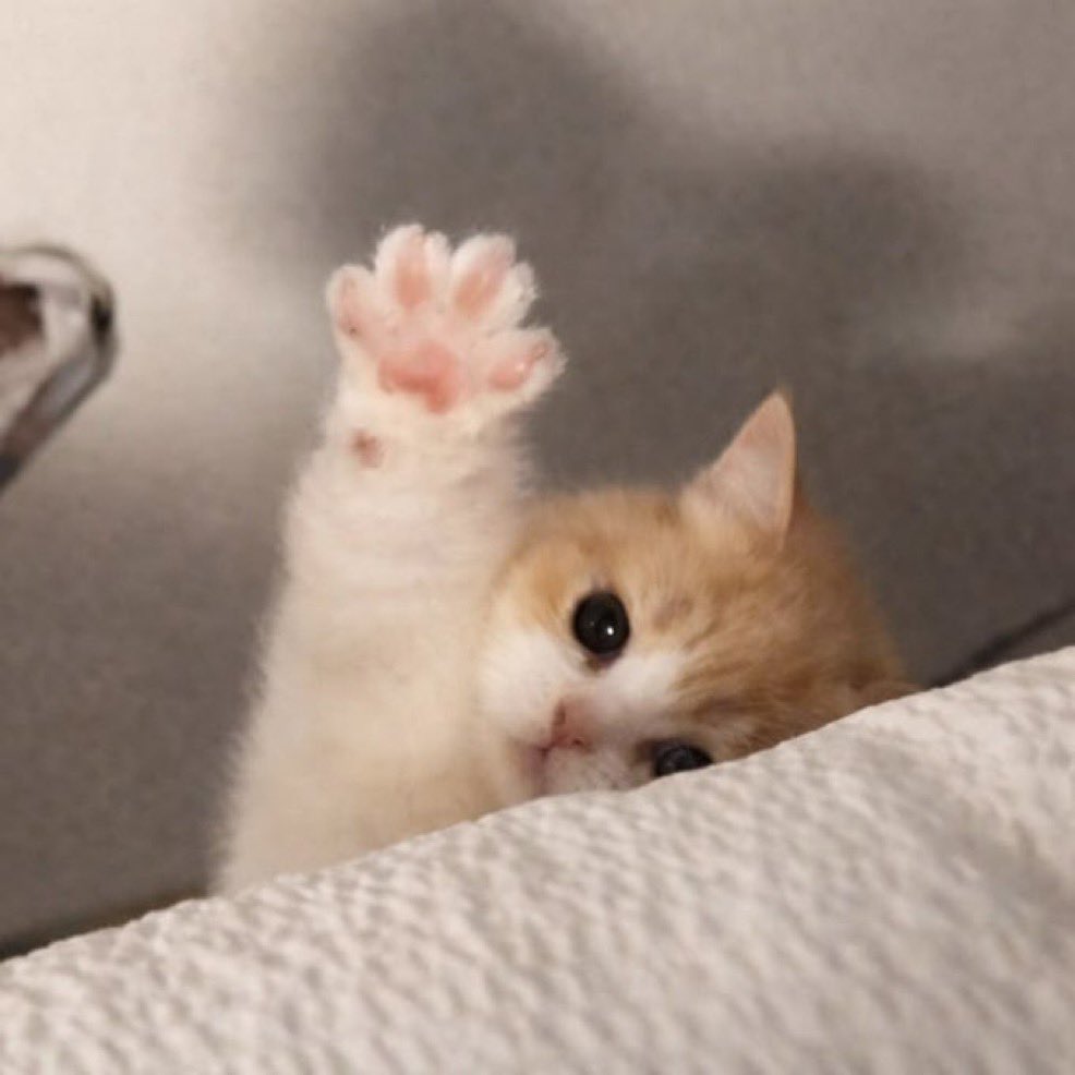 Depresso Al La Cat tweet media