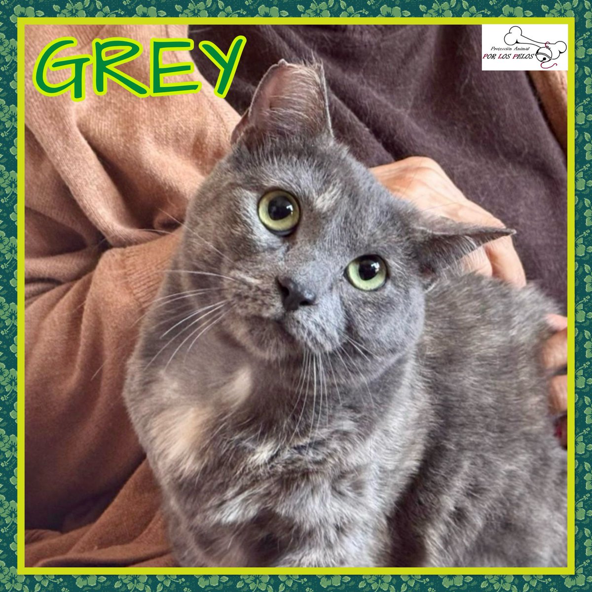 PerreraToledo's tweet photo. 🐱GREY🐱preciosa #gatita X #azulruso 10 meses. Apareció en un contendedor, inconsciente y con sus patitas atadas… Ahora es una gatita feliz, muy apegada a su colega Lioh, que también busca adopción. Si deseas hacerla feliz, escríbenos! 👉 https://t.co/rXuLF04aFw https://t.co/2jzEcGlwlf