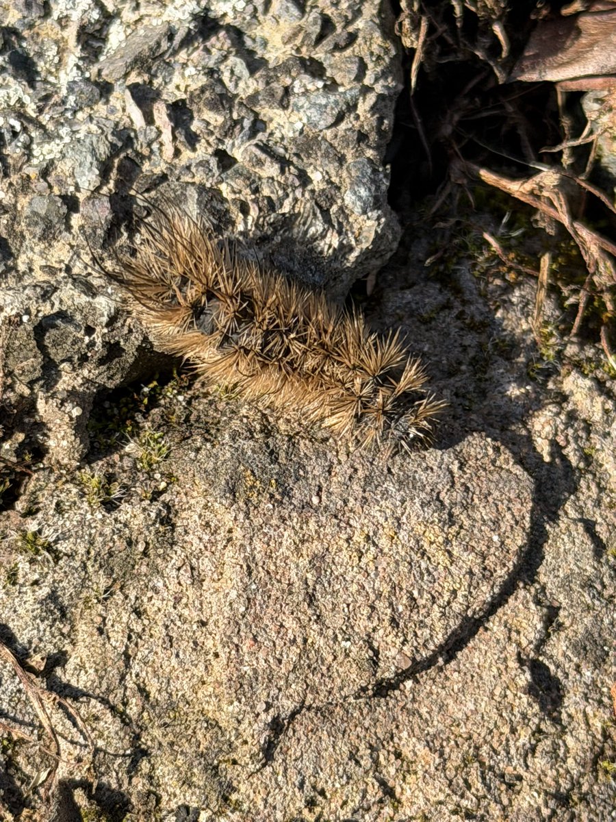 Liz Beresford-Davis tweet media