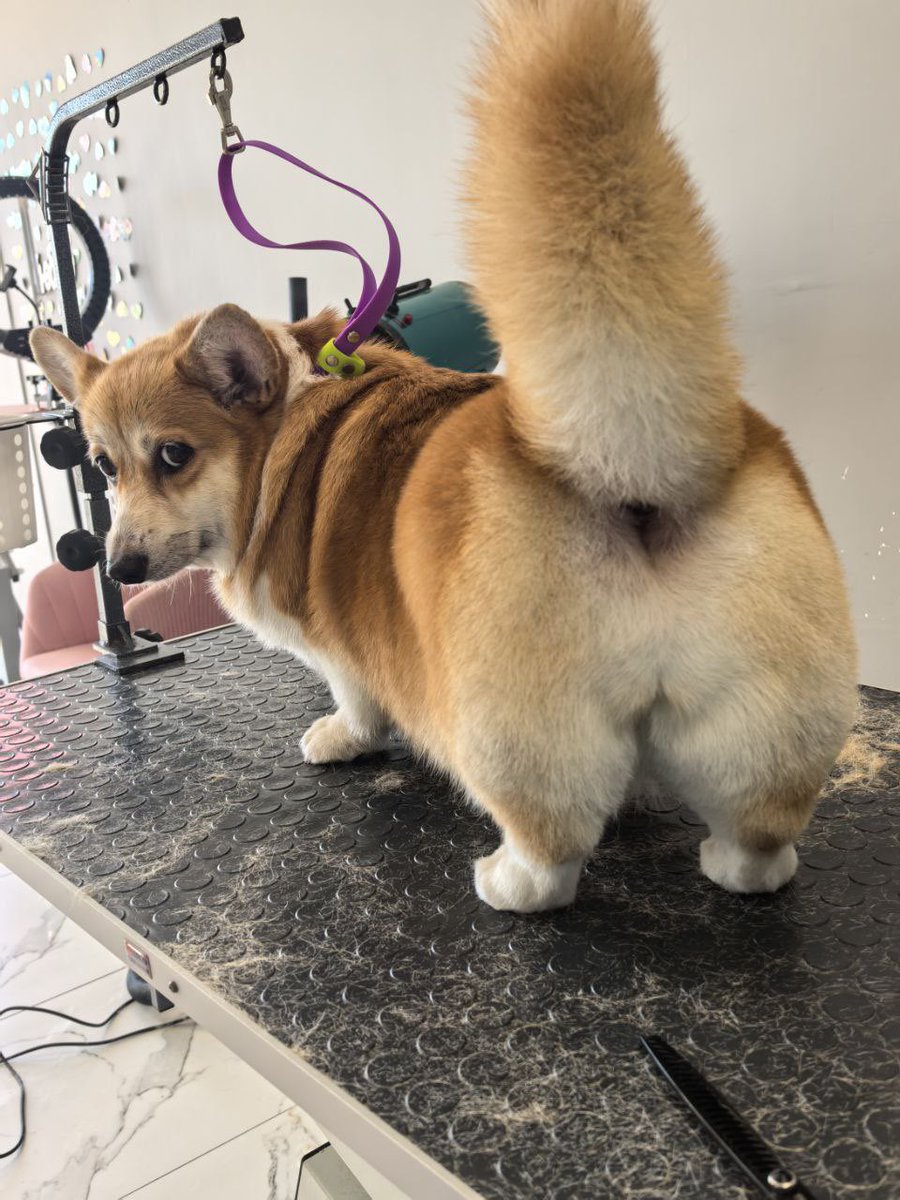 Свободная цикада трр-трр tweet media