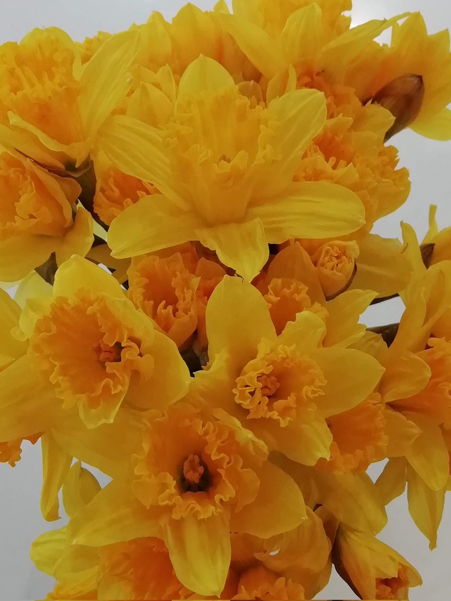 🌹lynn. 🐞🦉🦔🐦 tweet media