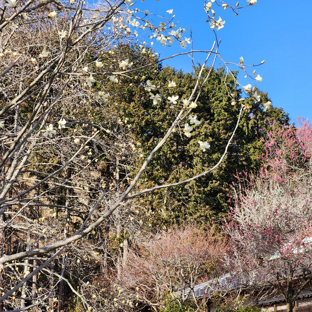 春を求めて散策してみました。
スズランスイセン
イヌフグリ
コブシ
コブシ、木蓮、紅梅、白梅ぜんぶ