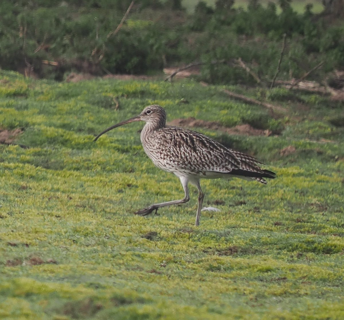 Mike Smith tweet media