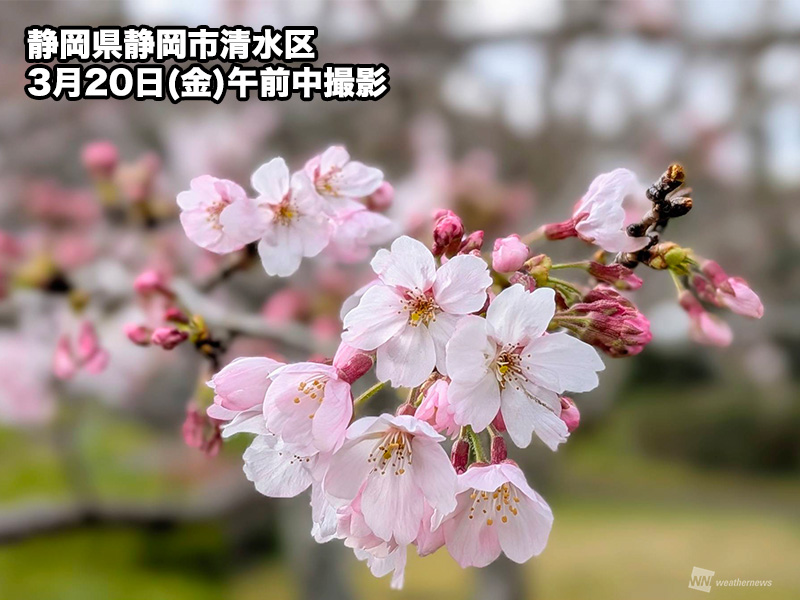 静岡の桜開花🌸】 今日3月20日(金)春分の日、静岡で桜の開花が発表され