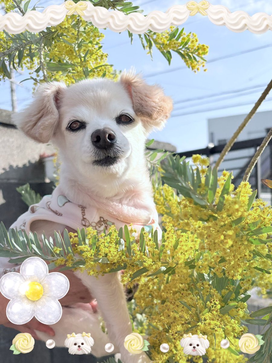 我が家のミモザが 満開に咲きました🌼