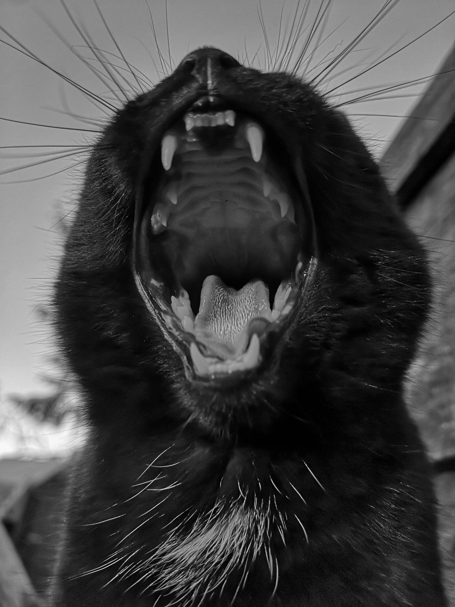 TribeOfMa's tweet image. Good Morning, #cats and significant others 🤞 🌄 🐾 🍗 ☕ 🌄 ❤️ 🐾 The cats will be doing garden chores while I'm at work 🤷‍♂️😬🤞🙀😹 #straycats #TNR #adoptdontshop tribeofma.carrd.co #Fundraiser ✨ 🐈 💉🍗✨