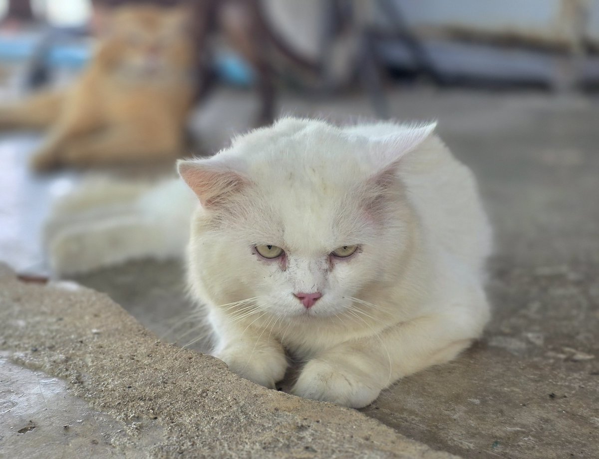 แมวทองมี กวีพเนจร tweet media