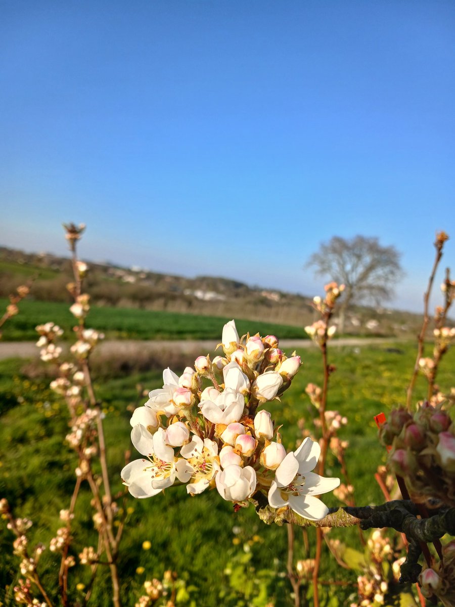 @bzhcholet tweet media