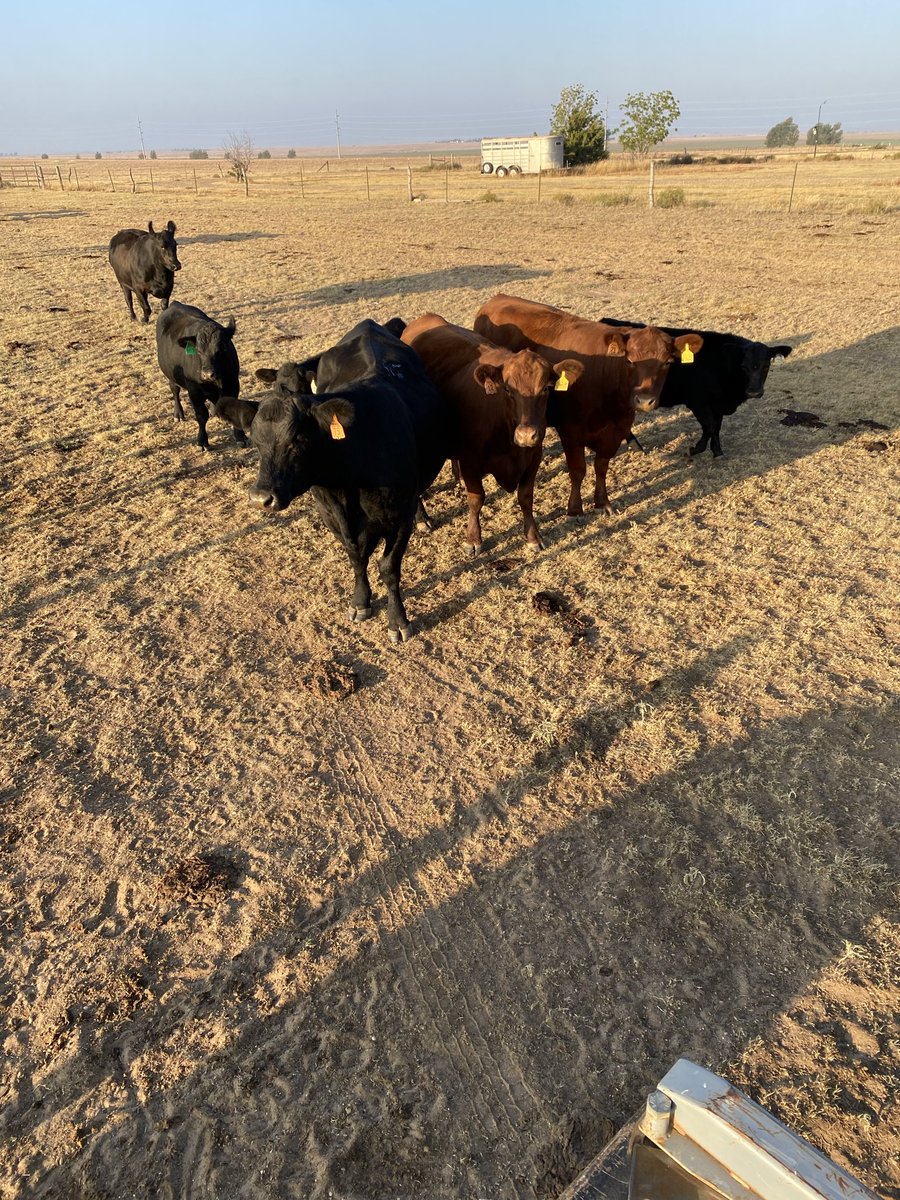 BoxcarTheFox tweet media