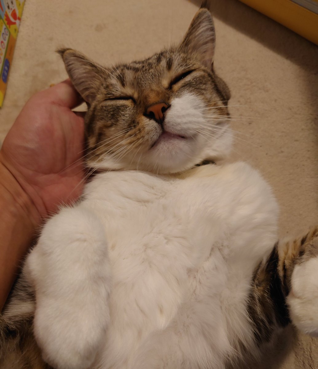 およし tweet media