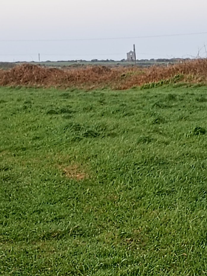 Lily and Daisy #lilsod #lilbugger tweet media